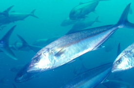 Kingfish-small