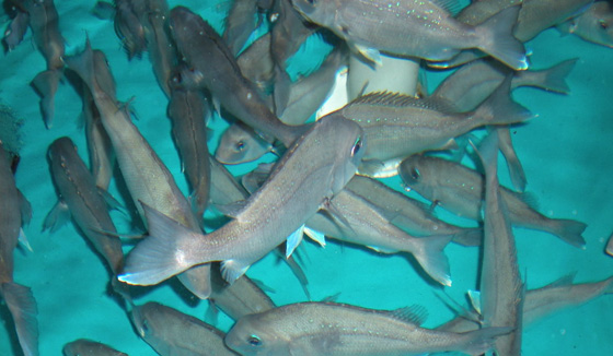 Mulloway-lge